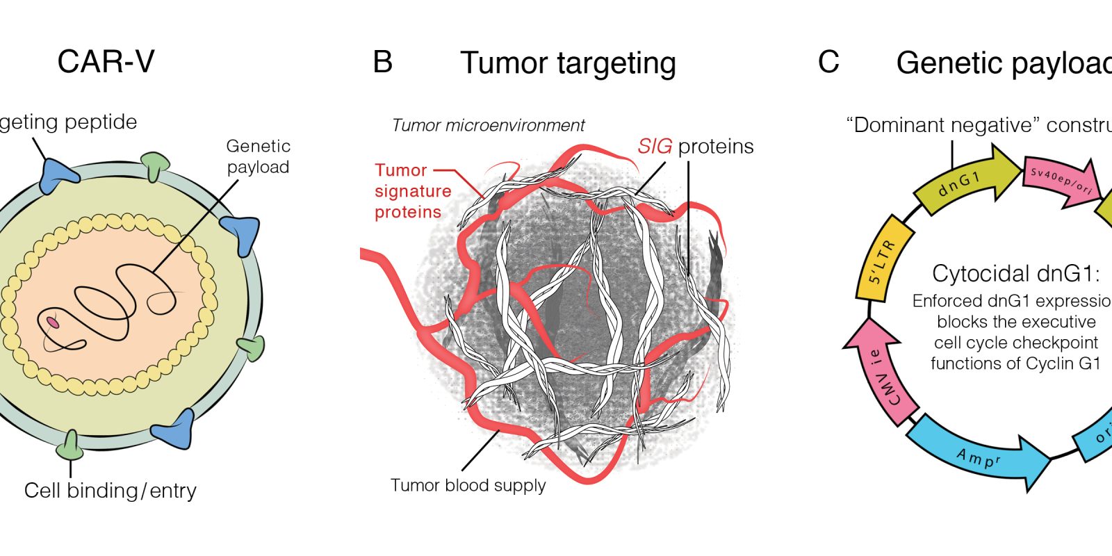 FDA Authorizes Injection of Tumor Targeted Gene Therapy Directly into Cerebrospinal Fluid  for Leptomeningeal Disease